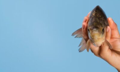 Rockfish Ju