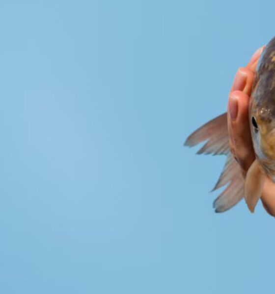 Rockfish Ju